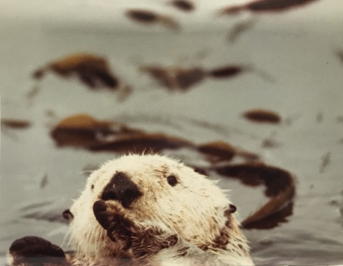 Photographic print, William F. Bryan, 1973From a set of 33 sea otter “portraits”To help support the 