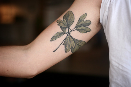 alicecarrier: fresh white sage and healed sassafras sapling for dan, thank you so much!!!