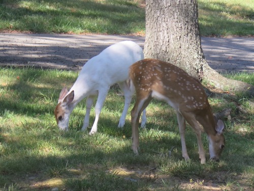 musicfashionandscotch:bellamysucks:My Dad saw this little fawn today. Since she’s been on my dash a 