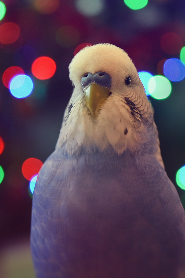 valenthebirb: budgiechops:  Festive budgies! Pixel didn’t want to pose for the
