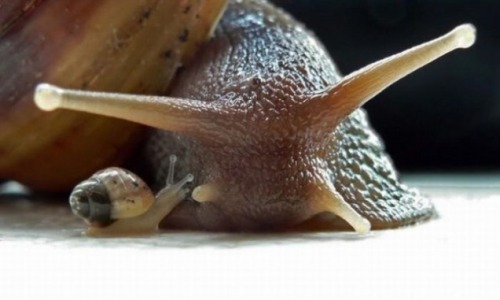 amischiefofmice:  a-fart-has-no-nose:  Can we please just all take a moment and think about how snails are the cUTEST FUCKING THING I HAVE EVER SEEN. HOLY SHIT.  march of the noot noots 