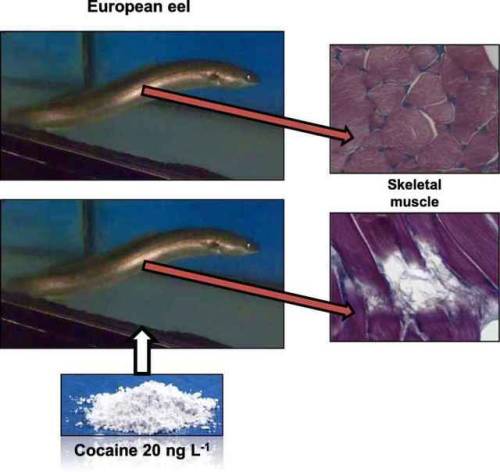 COCAINE IN RIVERS IS HARMING ENDANGERED EUROPEAN EELSThe presence of drugs in aquatic environments r