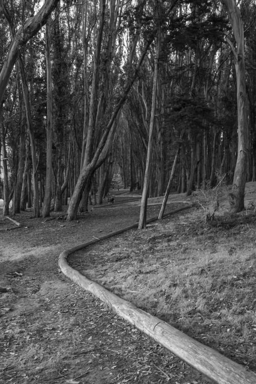 orendarling: Wood Line, Andy Goldsworthy, the Presidio, San Francisco, California November, 2016 Ore