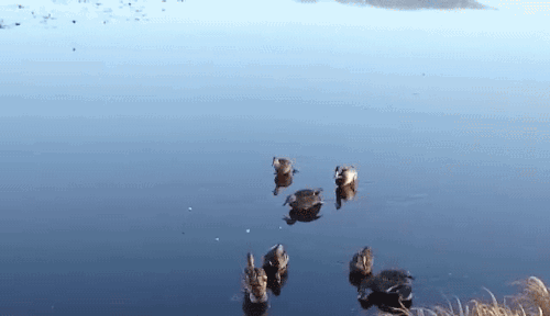 gifsboom:Feeding ducks on ice. [video](via: FuckingWithNature)