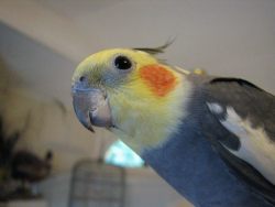 importantbirds:   Zoe is manbirb with girlbirb