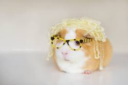 Guineapiggies:  (Via Bret P. Michaels)