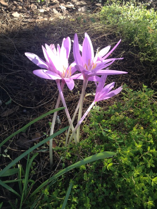 Autumn crocus, Ann Arbor.