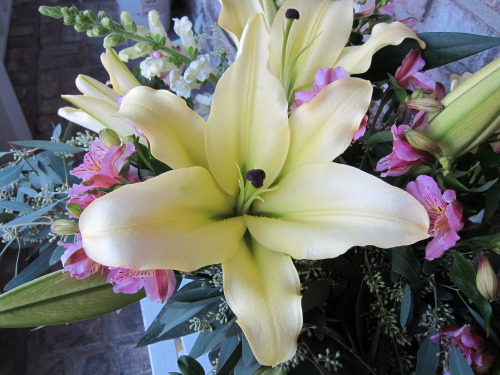 Conca d'or lily