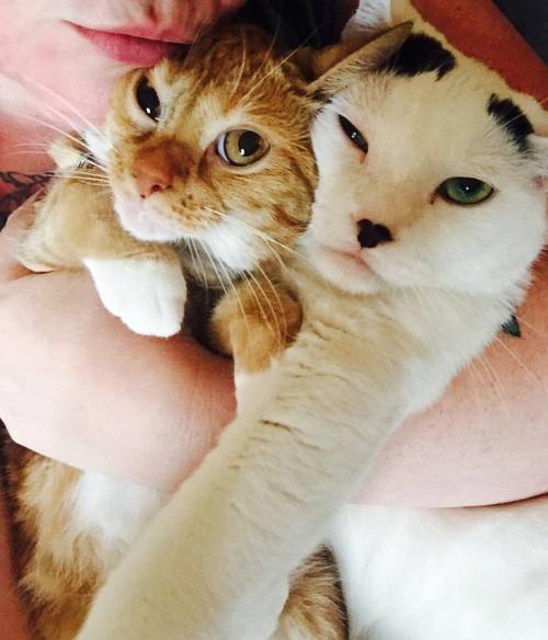 One last cuddle before we vacation&hellip;. #furfaces #furminions #theyloveit