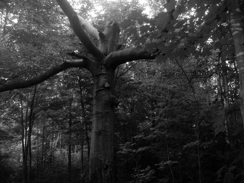 canadiandruid: All Trees have a story to tell, you just have to take the time to listen.Photo by Bea