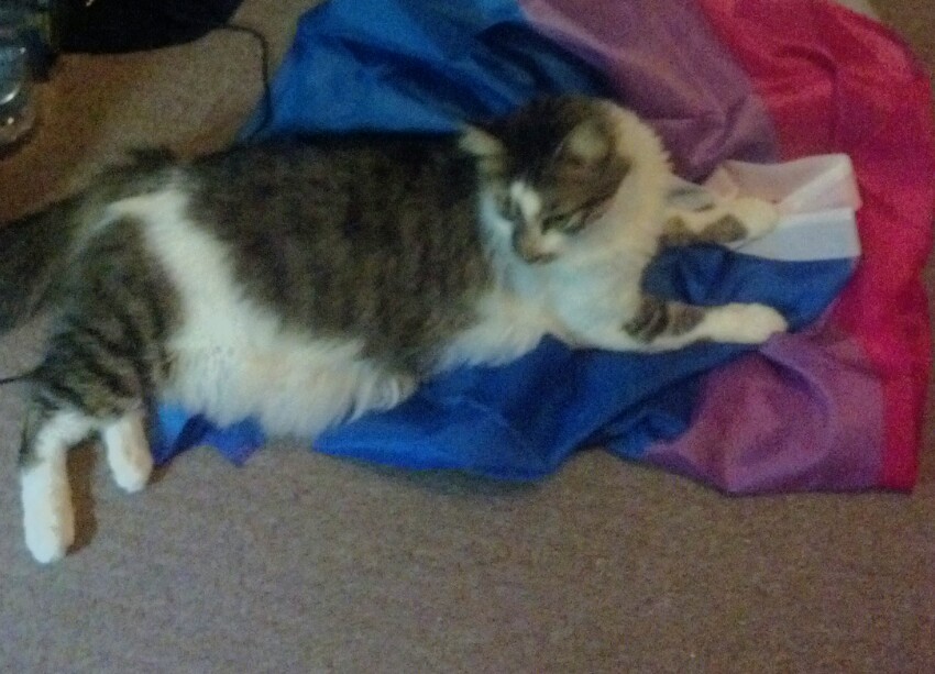 nooffswitch:  Pippin the unofficial official Bi Pride cat. He loves the Bi flag and