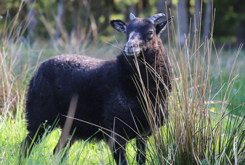 In the sheep pasture. 