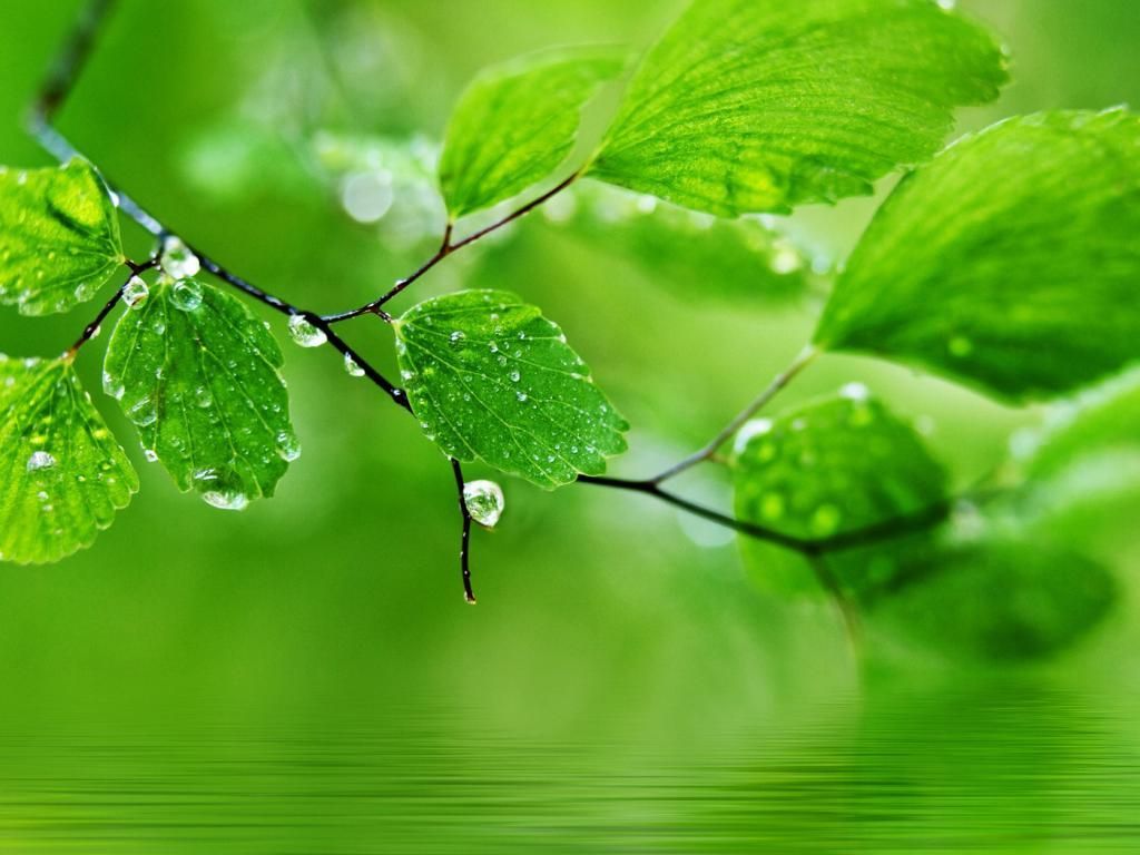 Green Nature Hd Wallpaper For Pc Computer Free Download Nature Green ...