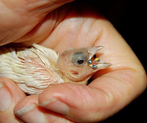 a baby yellow-back gouldian finch