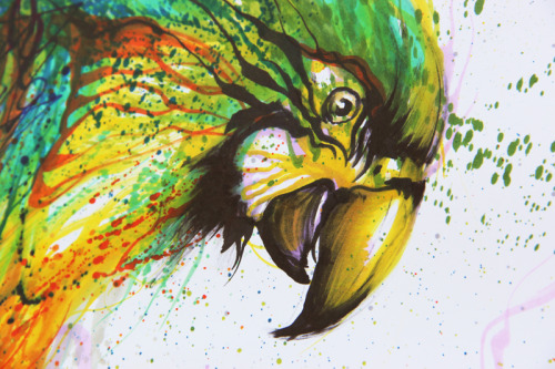huatunan:  色彩鹦鹉。color parrot