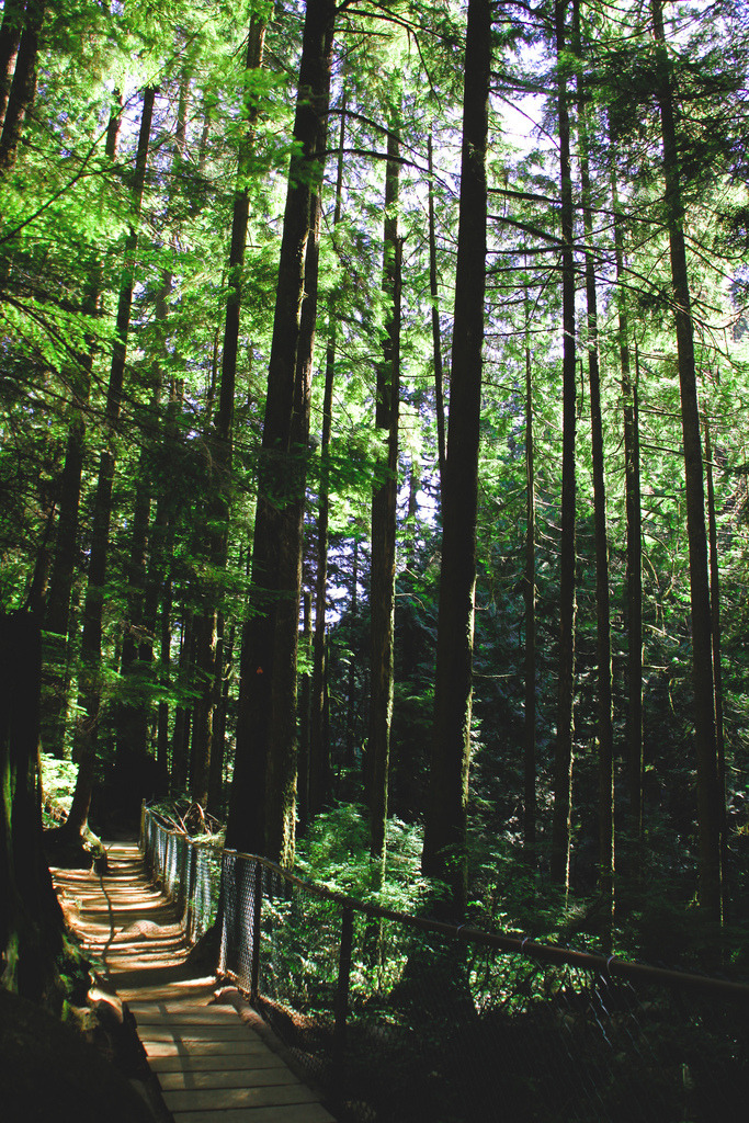 travelthisworld:  Enchanted Lynn Canyon, British Columbia, Canada | by Melissa Chan