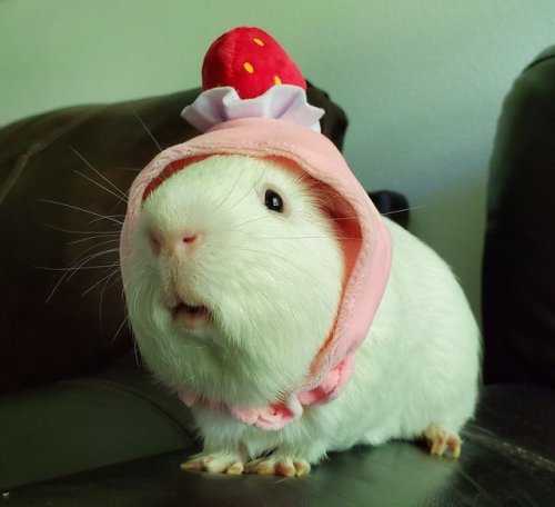 triggerfishie: my partner’s pig Twinkie wearing a hat I got for him in Japan~!