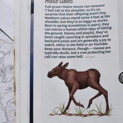 Huge thank you to Down East Magazine for the Dooryard article, and for the fun spot illustrations as