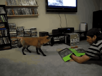 adurot: leadhooves:   gifsboom: red fox pouncing on a box. [video] I think it wanted to free his hand and thought it was underground… isn’t that the thing those snow fox guys do???   Probably more hunting his hand than trying to free it.  <3!