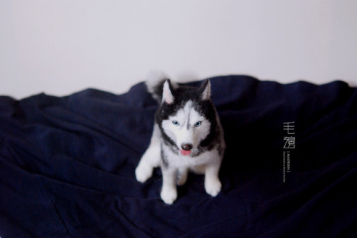 ▋ Husky ( custom-made order )Sculpture approximately12 x 17 x 19 cm 