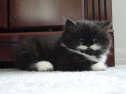 cute-overload:  Little kitten, little moustache.http://cute-overload.tumblr.com