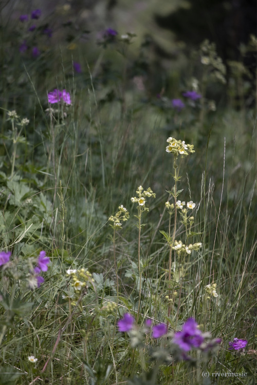 Tall Cinquefoil (Potentilla arguta) and pink geranium, Tower Creek, Yellowstone National Park, Wyomi