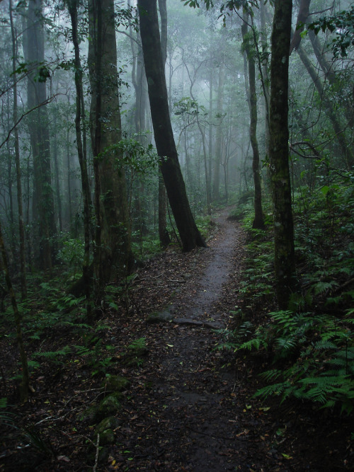 okmoonkid:Misty forest after the rain by John Hobson