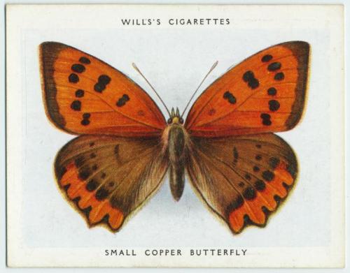 nobrashfestivity:Unknown, Will’s Cigarettes, Butterfly Cards, 1931