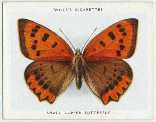 Unknown, Will’s Cigarettes, Butterfly Cards, 1931 
