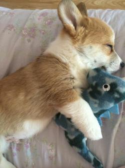 cuteanimalspics:  snuggle buddies http://t.co/bt8fwEwjoD