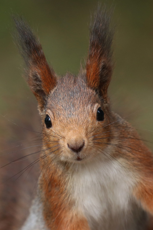 Eurasian red squirrel/ekorre. Värmland, Sweden (May 1, 2022).
