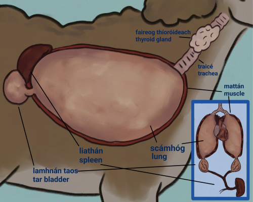 gaeilge: léiráid de na lamhnán taos, na scámhóga, na mattán timpeall, agus an laithán
english: a diagram showing the tar bladders, the lungs, the muscles around them and the spleen