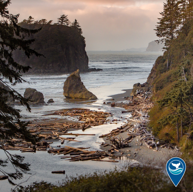 A scenic view of Ruby Beach, featuring oceanside cliffs and forests, crashing waves, and scattered logs along the shore.