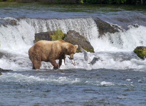 highways-are-liminal-spaces: The Brown Bears of Brooks Falls, Katmai National Park, Alaska (part II)