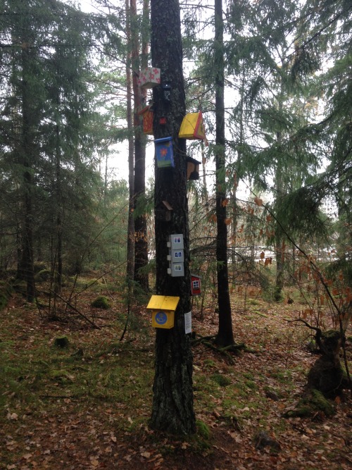 My guess is that the cache is hidden in a bird house