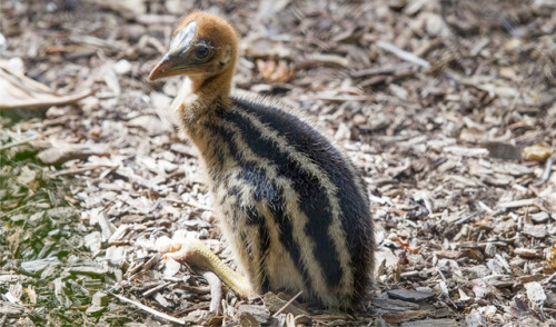 end0skeletal: Female cassowaries lay three to eight large, bright green or pale green-blue eggs in e