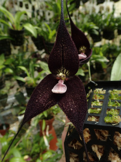 orchid-a-day:  Dracula roezliiSyn.: Masdevallia