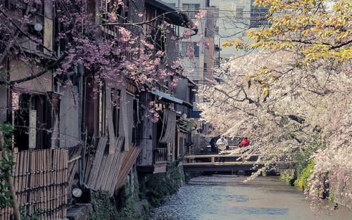 Shirakawa in Gion 祇園白川 by どこでもいっしょ on Flickr.