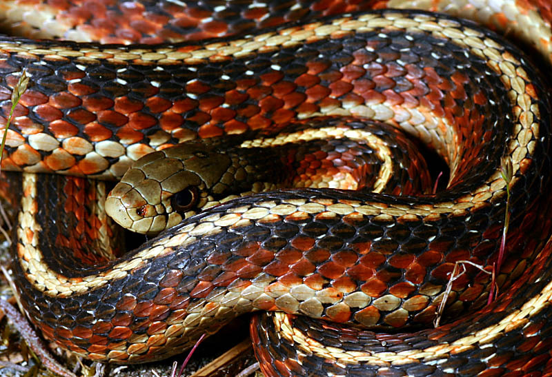 Giant snake eats crocodile