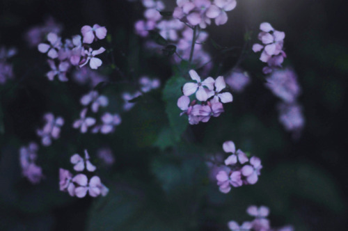 definitelydope:  By Ella Ruth 