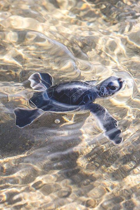 animalsbuzz:  Baby Turtle, by Hendy Lie