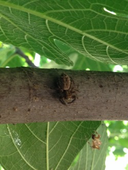 Adorablespiders:  Spiders I Encountered In Turkey And Greece :) Jumping Spiders And
