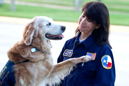 boredpanda:Last Living 9/11 Rescue Dog Honored With Epic Sweet 16 Birthday Party