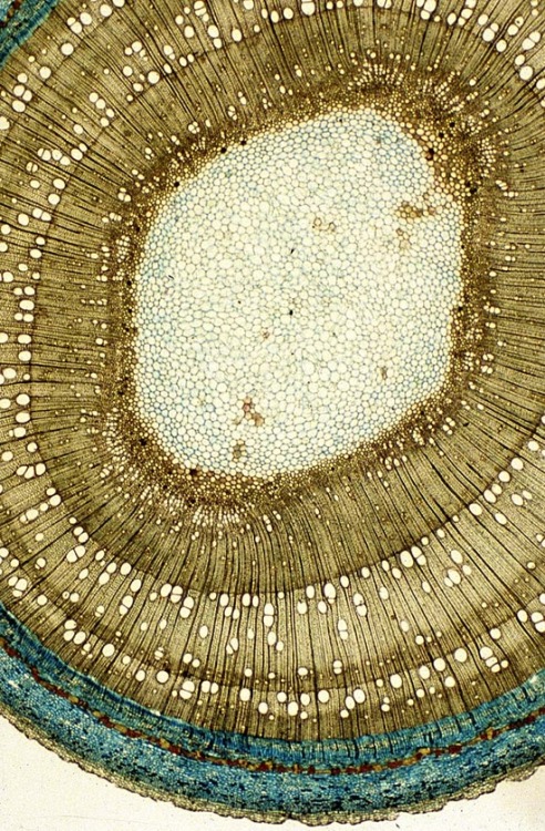 exercicedestyle:microscopic image of the cross section of a sapling.
