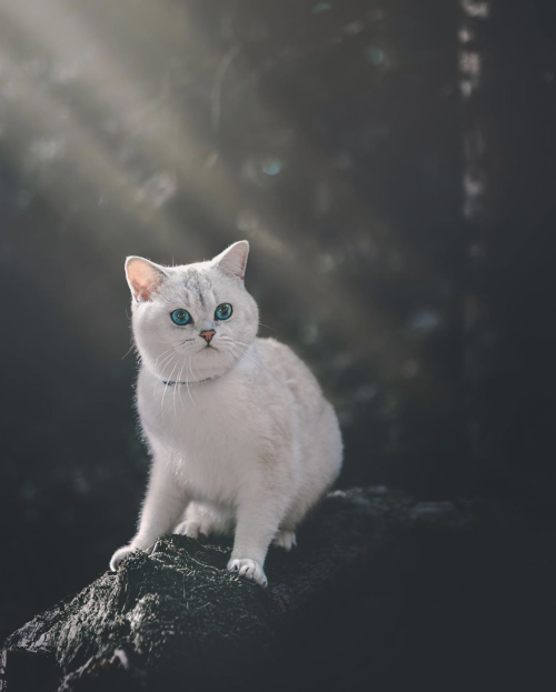 animals-addiction: Look the beauty of this catSource