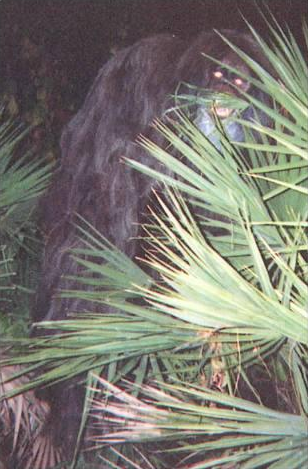 myhairisbeingpulledbythestars: cryptids-of-the-world: The Skunk Ape is a large ape-like cryptid that