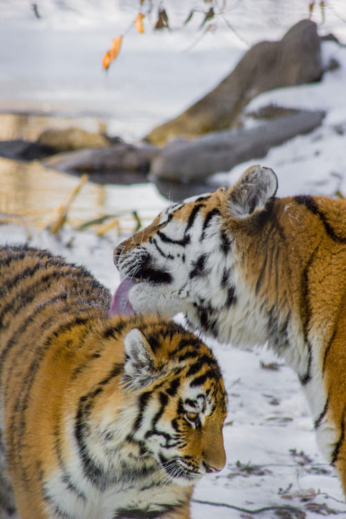 earthlycreatures: Calgary Zoo - December 15th 2012 (by Mottull)