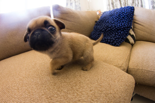 debloodyfresh:  Jobe the pug  adult photos