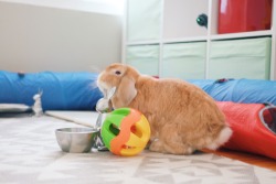 ghibli-bunny:  Luffy chinning the food bowl