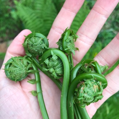 glumshoe: It’s fiddlehead fern season! One of my favorite edible plants, ostrich ferns send up
